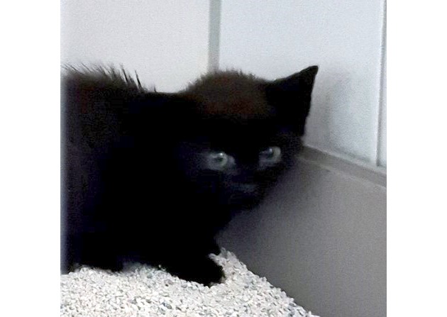 POL-KI: 250709.2 Kiel: Kampflustige Katze entpuppt sich als Kätzchen