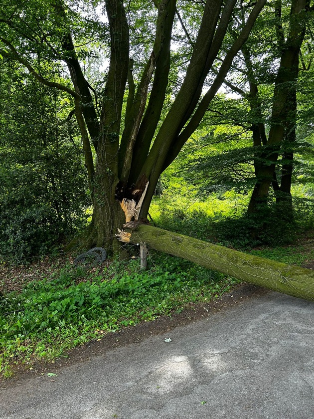 FW-Schermbeck: Baum auf Stromleitung