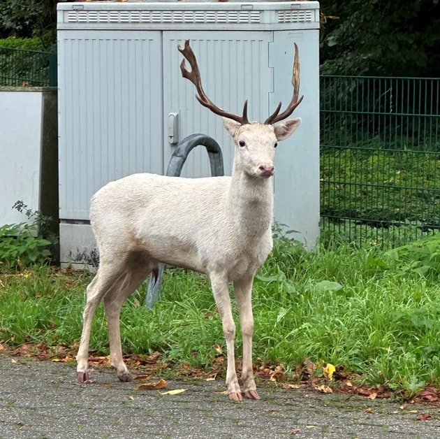 Moers - Weißer Hirsch auf Baumarktparkplatz