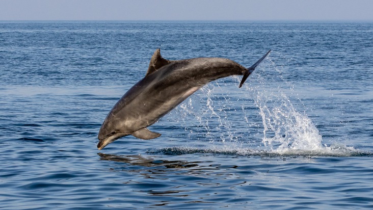 Neue Studie: Warum die letzten Delfine der Adria ausgerechnet den Fischerbooten folgen, die ihnen die Nahrung nahmen