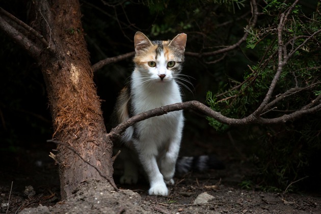 La stérilisation des chats: un geste essentiel pour prévenir la souffrance animale