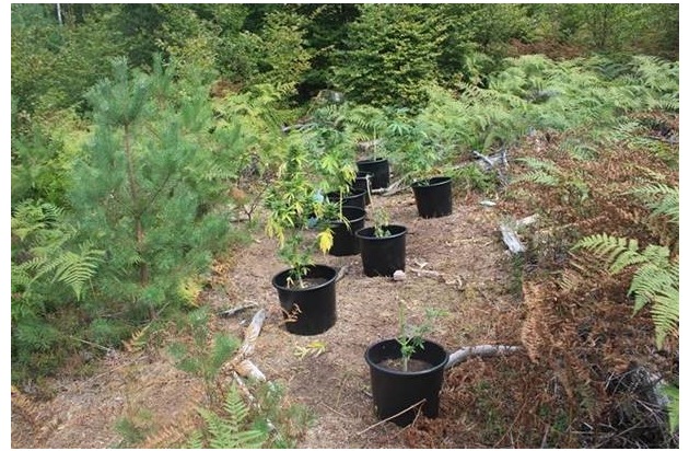 POL-PPWP: Cannabis-Plantage bei Dansenberg entdeckt