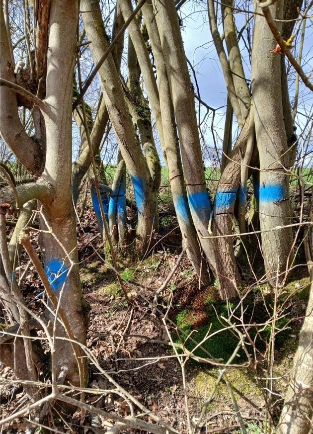 POL-OH: Anges&auml;gte B&auml;ume an der Kreisstra&szlig;e 32 - Zeugenaufruf