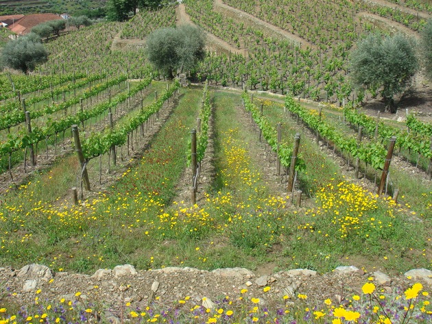 Für mehr Biodiversität im europäischen Weinbau