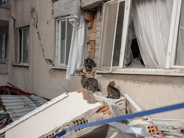 Wettlauf mit der Zeit: Dringend benötigte Hilfe für Tiere nach schweren Erdbeben