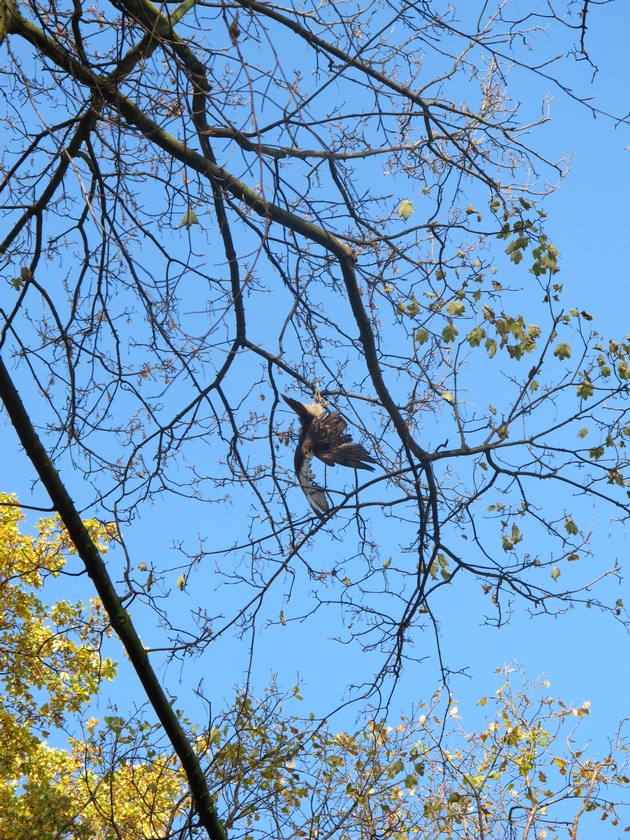 FW-D: Greifvogel verfängt sich in Ast