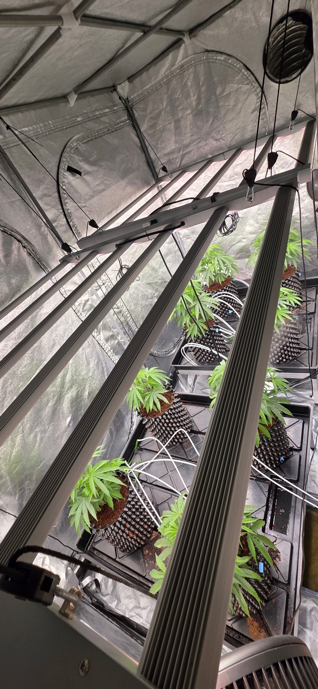 POL-RE: Gladbeck: Cannabisplantage entdeckt