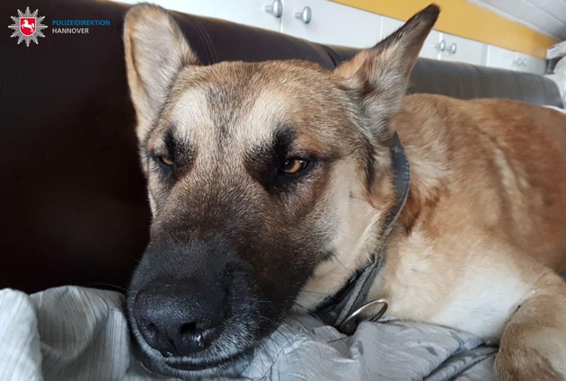 POL-H: Bundesautobahn (BAB) 7: Entlaufener Hund nach drei Tagen eingefangen