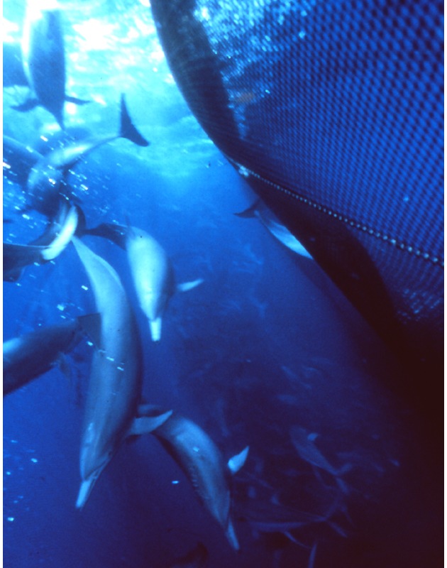 MSC fördert mexikanische Fischer, die Delfine jagen und töten