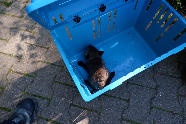 FW Stuttgart: Fuchs-Rettung in Stuttgart-Hohenheim