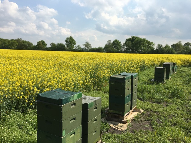 POL-CUX: Bienenvölker gestohlen - Polizei sucht Zeugen für Abtransport von 16 Bienenkästen (drei Bilder vorhanden)