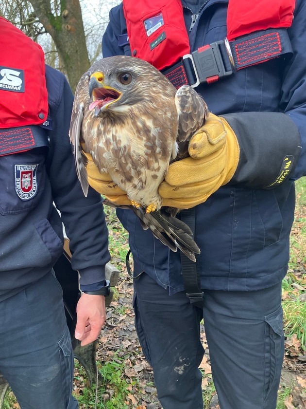 FW Hannover: Hannover-Herrenhausen: Feuerwehr befreit Mäusebussard aus misslicher Lage