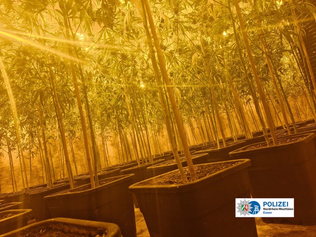 POL-E: Mülheim: Verdächtiger Geruch deckt versteckte Cannabisplantage auf