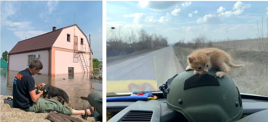 Zwei Jahre Ukraine-Krieg: 15.000 gerettete Tiere, 1.500 Tonnen Nahrung, 1.300 sichere Plätze für Tiere und eine Tierklinik | Einblick in PETAs größtes karitatives Tiernothilfeprojekt
