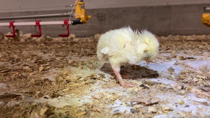 Tierquälerei bei Lidl hat System / Deutschland, Spanien und nun Italien: Europaweit leiden Hühner für Lidl