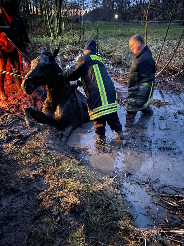 FW Horn-Bad Meinberg: Großtier-Rettung - Pferd fast vollständig in Schlamm versunken