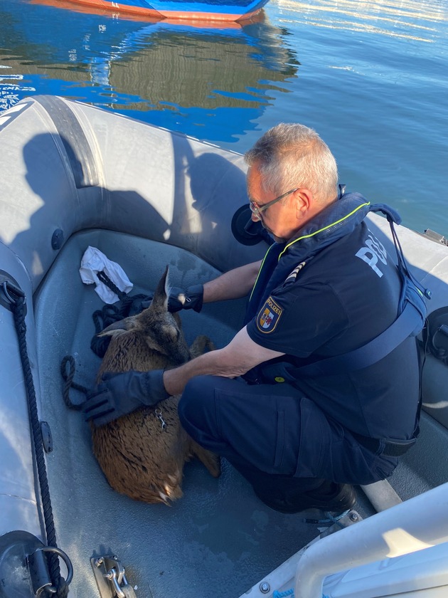 LWSPA M-V: (Korrektur) Kurioser Einsatz: Reh im Hafenbecken des Überseehafens Rostock erwischt - Wasserschutzpolizei MV beendet tierischen Badespaß