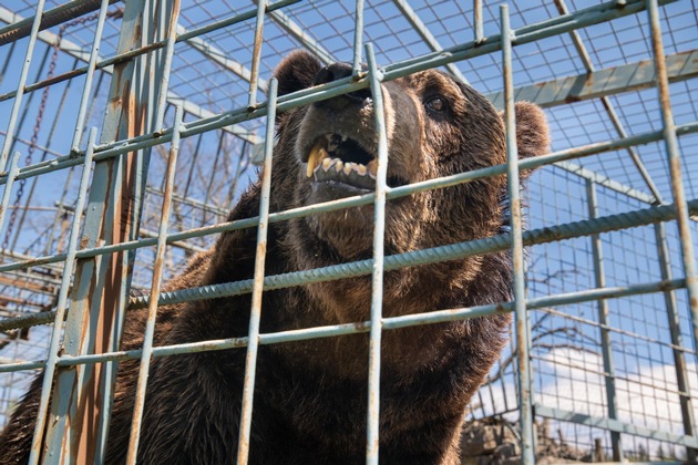 QUATRE PATTES dénonce les conditions de vie inacceptables de quatre ours bruns en Slovénie