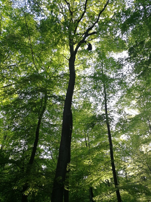 POL-PDKH: Flugunfall mit Gleitschirmflieger