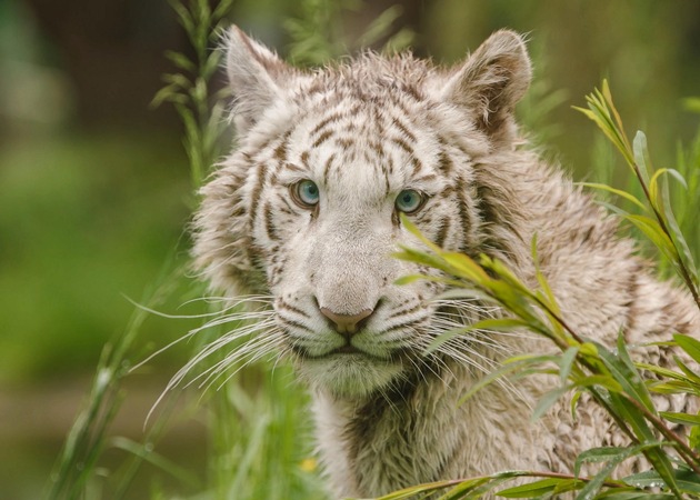 Une tigresse blanche confisquée en République tchèque est transférée en Allemagne