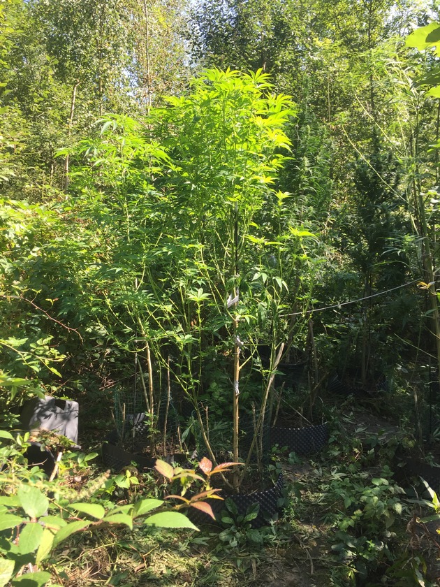 POL-GÖ: (518/2017) Illegaler Anbau an ungewöhnlichem Ort - Professionelle Hanfplantage im Wald bei Göttingen entdeckt