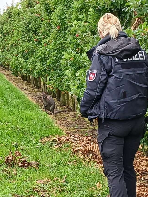 POL-STD: Känguru in Gewahrsam genommen - Serengetipark wird neues Zuhause