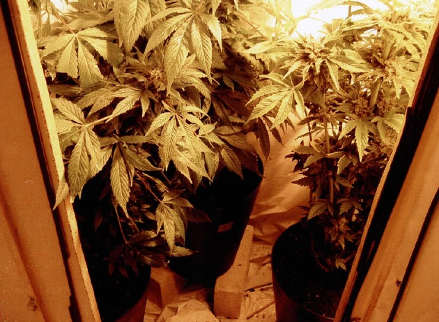 POL-D: Kleine, aber feine Cannabiszucht in Wersten entdeckt