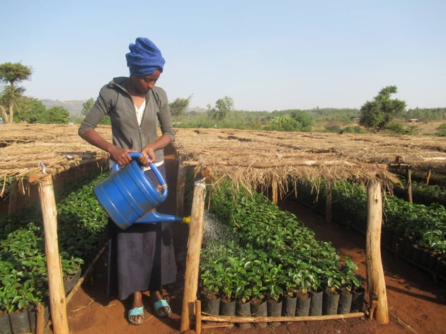 2,5 Millionen Baumsetzlinge für Äthiopien: Suchmaschine Ecosia und Stiftung Menschen für Menschen verlängern Partnerschaft