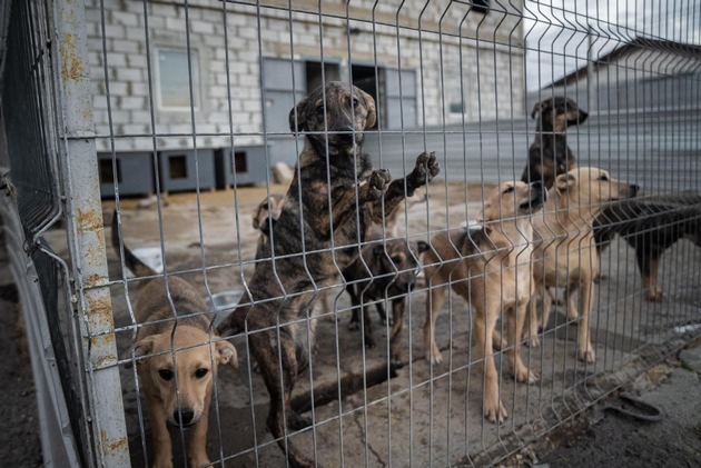 Streunerhunde in Moldawien: «Die Misshandlungen und das Leid sind immens»