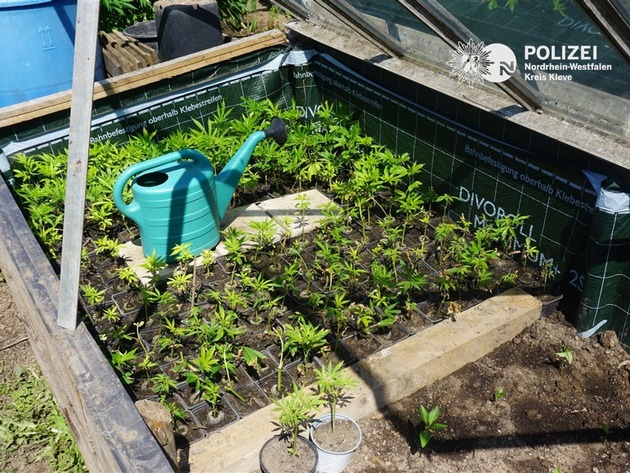 POL-KLE: Kevelaer-Winnekendonk - Hanfplantage in Gewächshäusern entdeckt / Hanfpflanzen sichergestellt