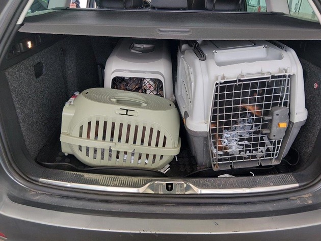 BPOLI BHL: Hundetransport an Grenze gestoppt
