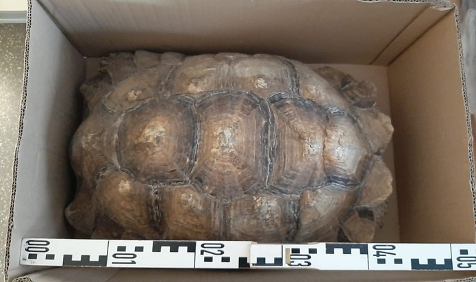 POL-HI: Fund einer großen Schildkröte (vermtl. Landschildkröte)