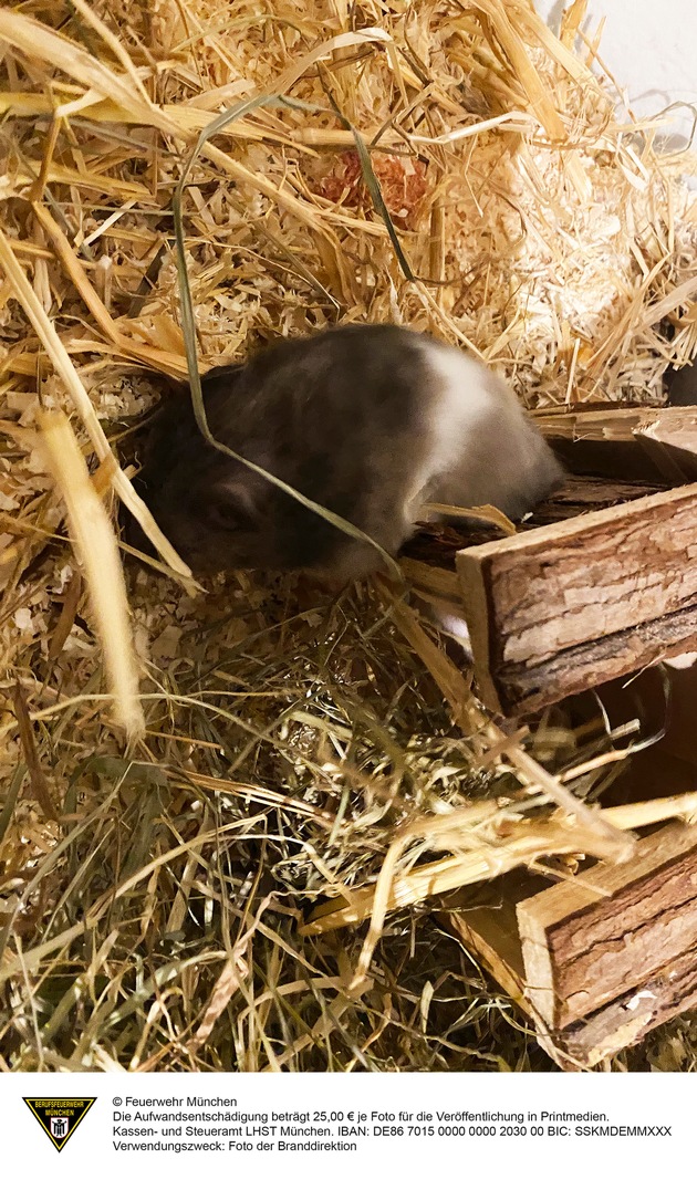 FW-M: Hamsterdame in Not (Bogenhausen)