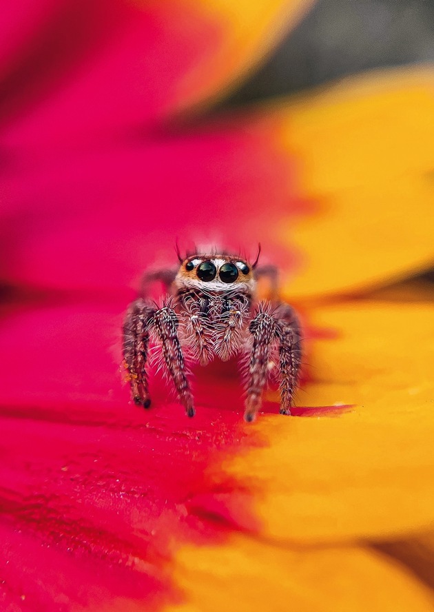 Krabbler – unheimlich faszinierend: neu im Naturmuseum St.Gallen