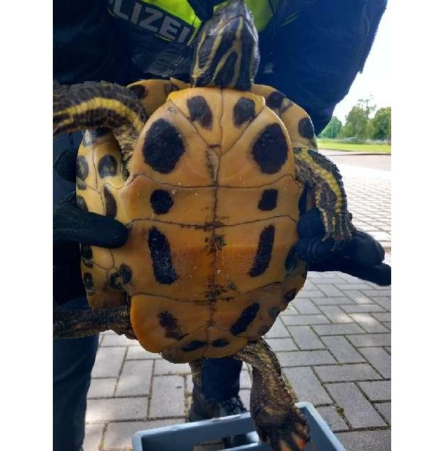 POL-HM: Eigentümer einer Fundschildkröte gesucht
