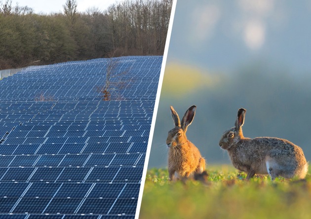 Photovoltaik: Landesjagdverband setzt Maßstäbe für Solarparks
