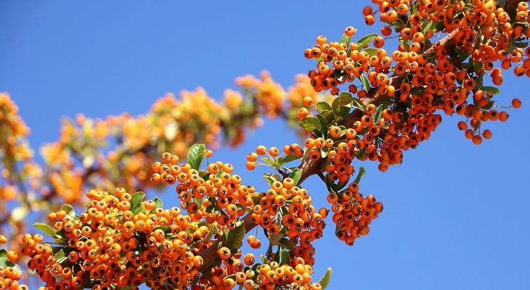 Bund deutscher Baumschulen (BdB) e.V.: Wildobst - Superfood für den heimischen Garten / Schön, köstlich und robust, besser geht es kaum / Sanddorn, Ebereschen, Aronia & Co. versprechen eine reiche Ernte