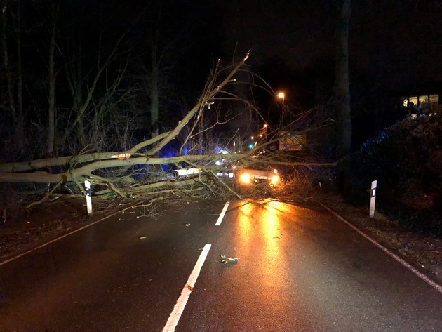 POL-BI: Umgestürzter Baum wird Autofahrer fast zum Verhängnis