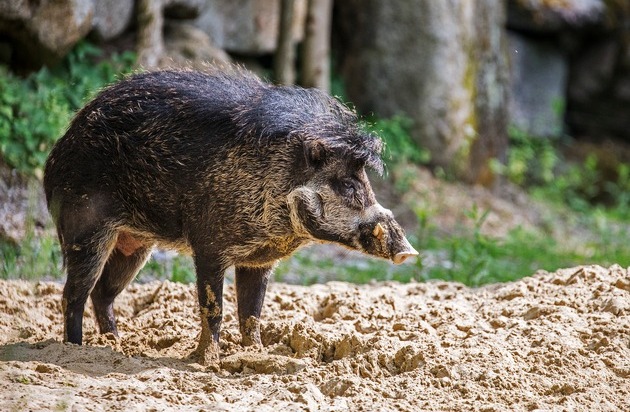 Verband der Zoologischen Gärten (VdZ): Keine Sau interessiert sich für bedrohte Schweine / Zootier des Jahres 2022: Das Pustelschwein