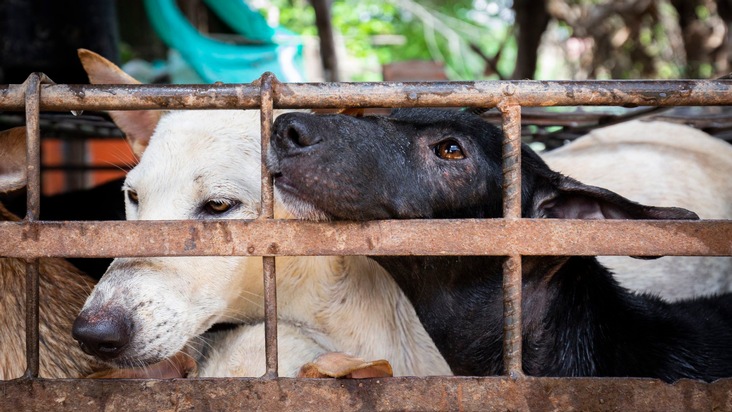 Hundefleisch-Festival findet trotz neuer Verordnung, die Hunde schützt, in China statt