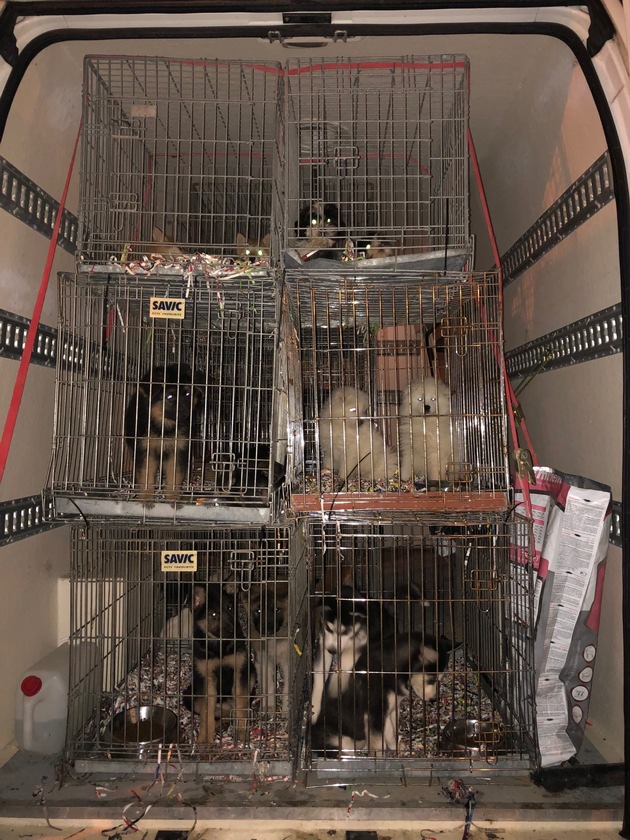 POL-K: 220105-5-BAB/AC Autobahnpolizisten stoppen illegalen Tiertransporter - Mehr als 60 Hundewelpen befreit