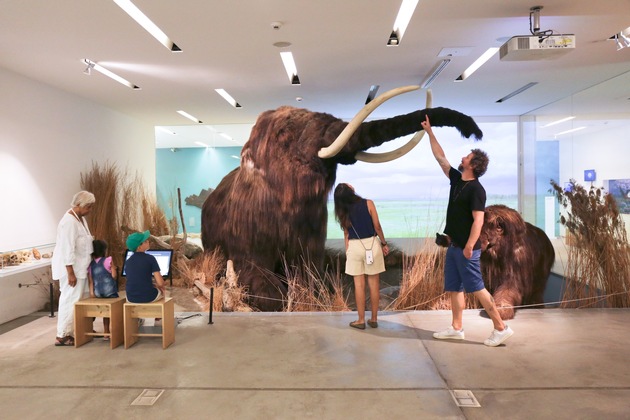 Sensationsfund aus Baden: Naturama zeigt Mammutzahn