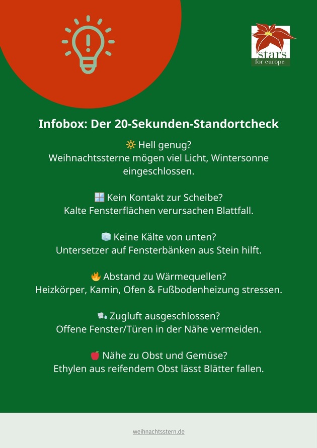 Erste Hilfe für schwächelnde Sterne: So kommen Weihnachtssterne wieder in Bestform