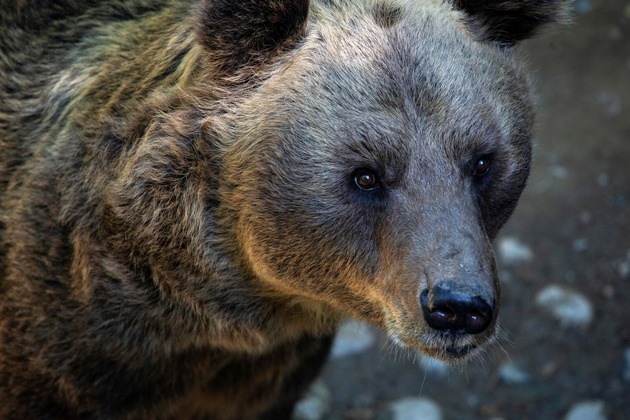Deux nouveaux ours attendus à Arosa Terre des Ours