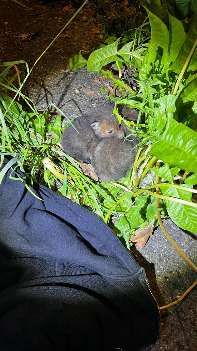 POL-D: Stockum - Fuchsbabys in Notlage - Tierischer Einsatz für die Polizei