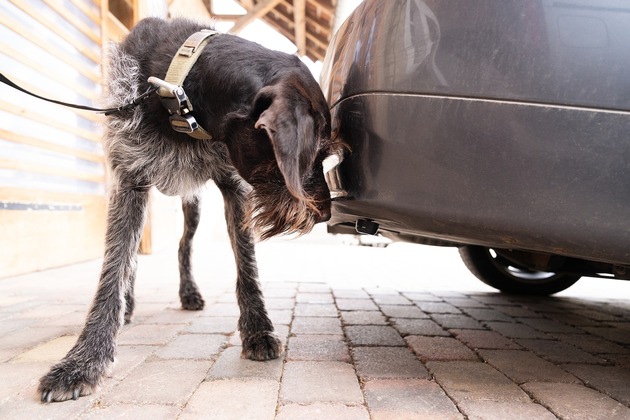 Sicherheitsfirma hensec hat Wanzen-Spürhunde im Einsatz