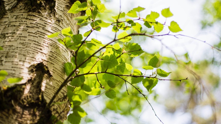 Am 25. April feiert man in Deutschland den Tag des Baumes / In einem FriedWald kommt dem Baum eine ganz besondere Bedeutung zu: Er ist Grabstätte, Tröster und Andachtsort