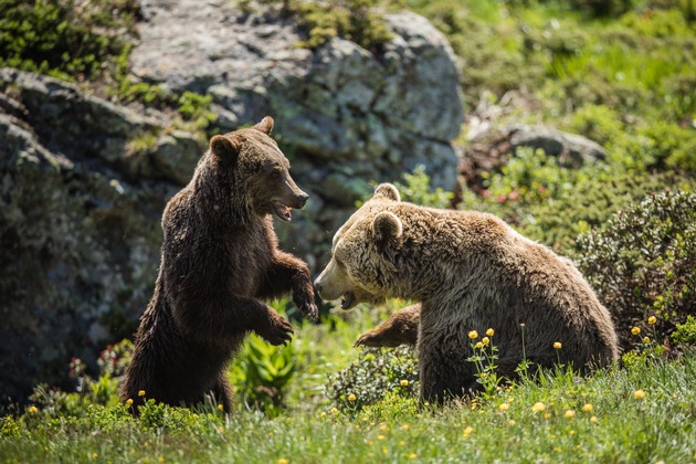 Vergesellschaftung geglückt - Bärin Jambolina trifft im Arosa Bärenland zum ersten Mal auf einen Artgenossen