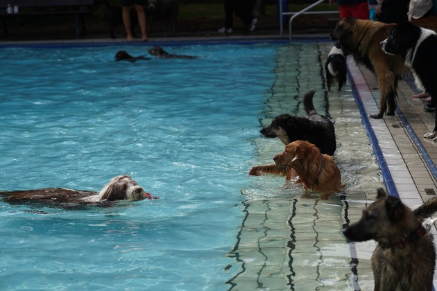 2. Hundebadetag im Waldfreibad Cuxhaven