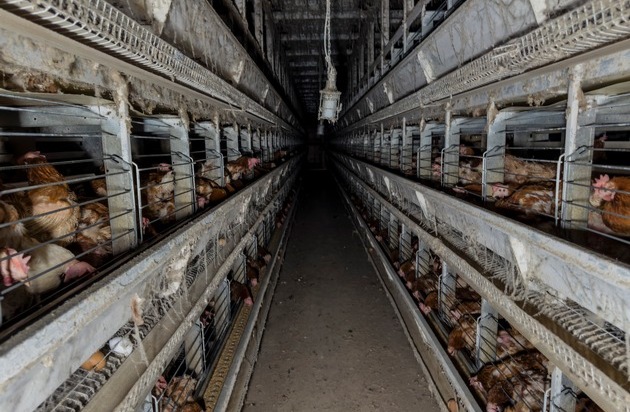 ANINOVA: Hinter bunten Ostereiern: Verbotene K&auml;fighaltung im Kreis Coesfeld aufgedeckt